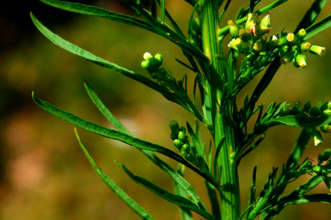 Horseweed stem leaves