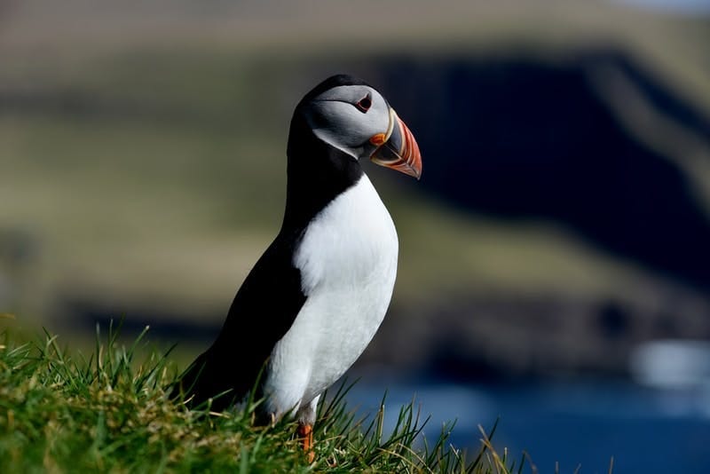 Puffin