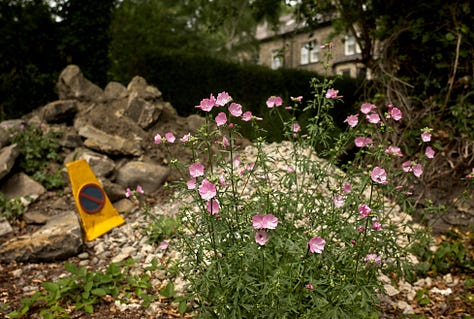 A series of photographs featuring plants and flora finding unusual places to grow