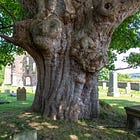 117. Beauly Sycamore