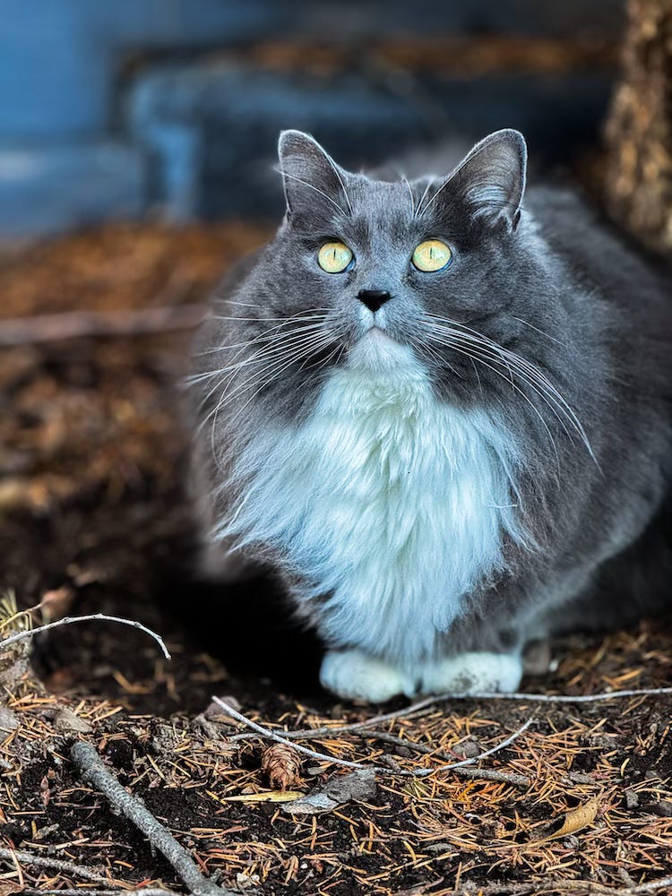 Grey/white cat Luna outside sitting with green eyes Grey/white cat Luna outside sitting with green eyes