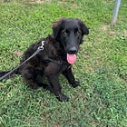 Contrarian Pet of the Week