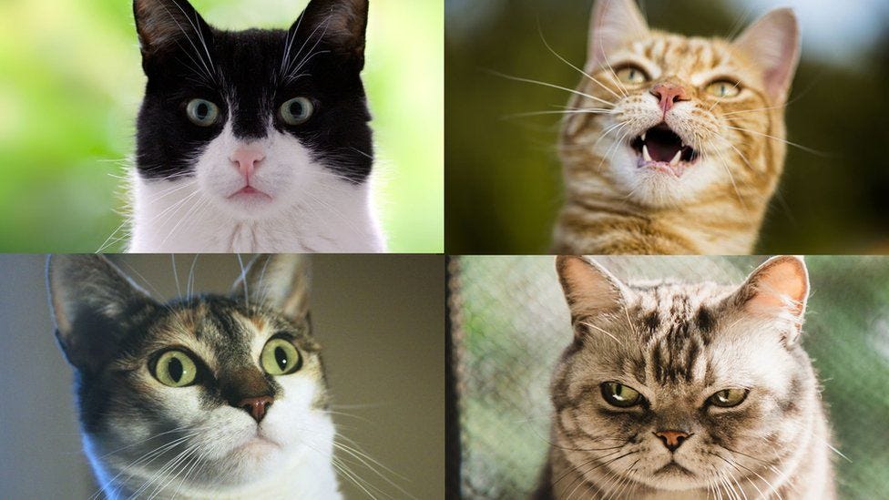 4 cats, each with a different expression. What do they mean?