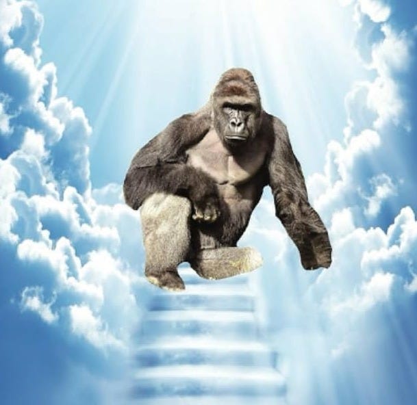 Harambe Notebook: RIP Harambe: Vdouris, Mr Douglas: Books - Amazon.ca