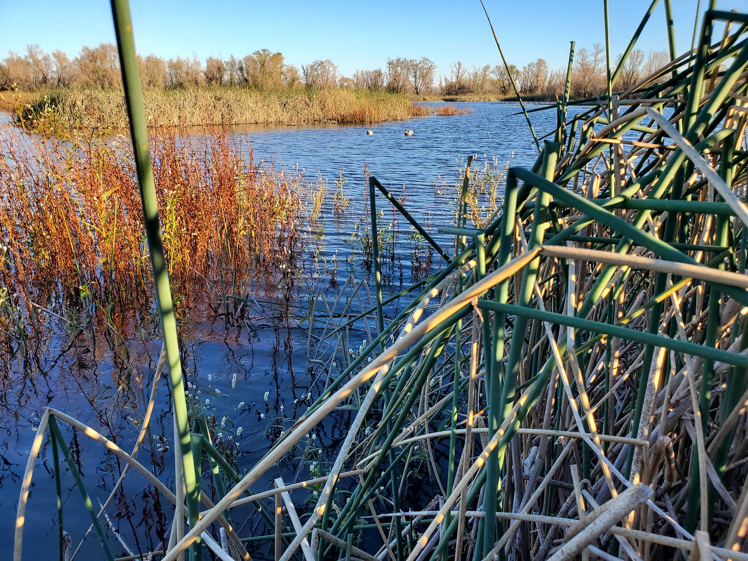 A wetland with two duck decoys on the water