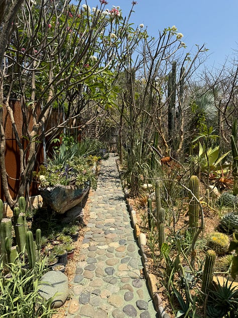 Nine photos displaying an array of cacti.