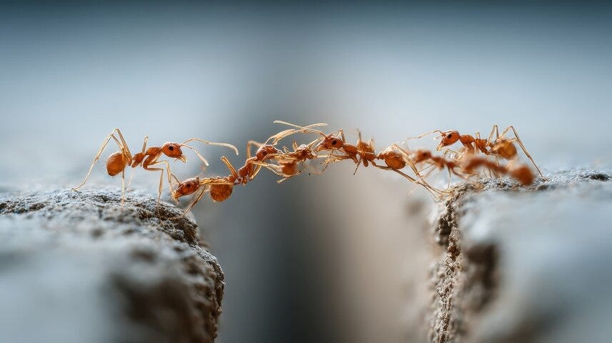 Ant Bridge: A group of ants form a bridge across a gap, showcasing their teamwork and determination.,This image shows the beauty of cooperation and the power of unity.