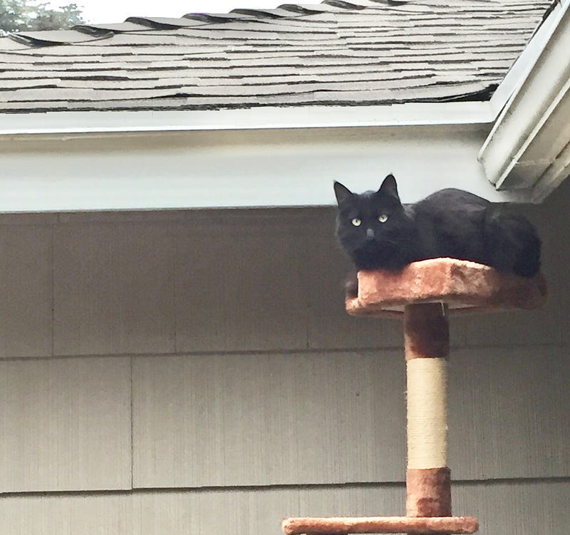 Black Cat sitting on top of cat tree outside near rooftop.