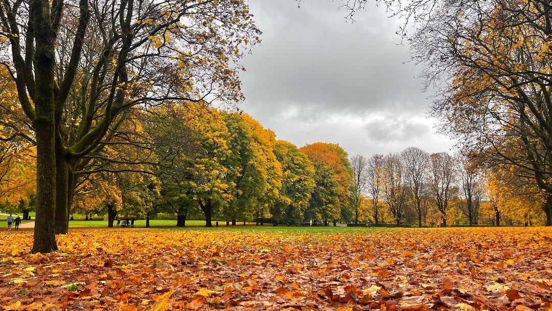 beautiful foliage, many leaves already on the ground of this park
