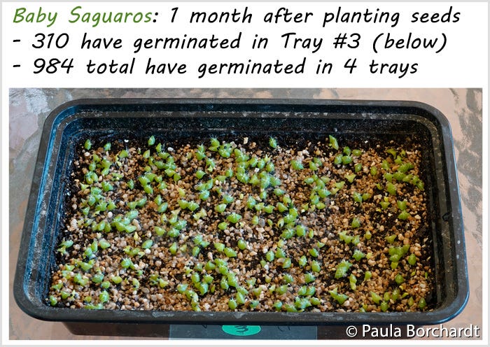 Baby Saguaros: 1 month after planting seeds - 310 have germinated in Tray #3 (below)  - 984 total have germinated in 4 trays