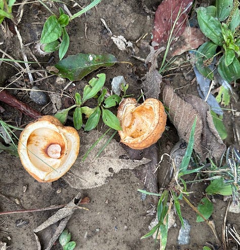fruits on Ohio buckeye tree, the interior walls of open fruit capsules, and the buckeye seeds.