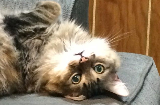 Chase_upside_down_sense_of_smell Chase_upside_down_sense_of_smell