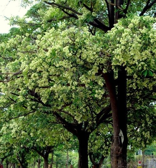 Buy Saptaparni, Dita, Alstonia scholaris Plant Online at Nursery Nisarga