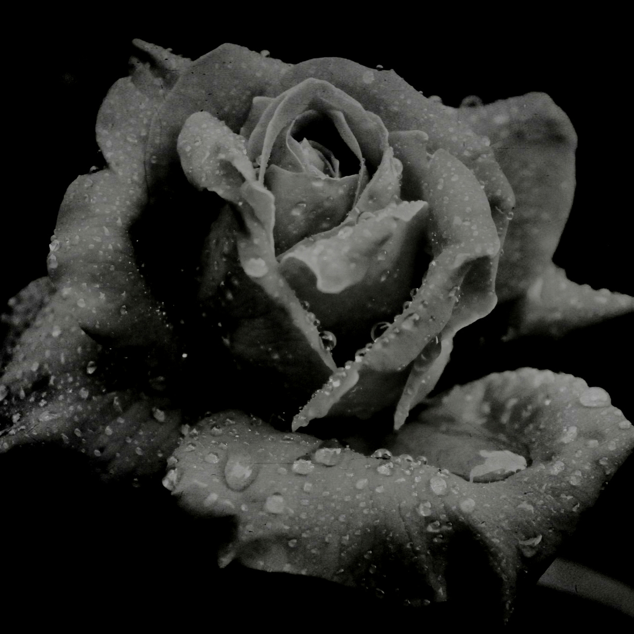 Erotic Poetry by Rosalie Fox