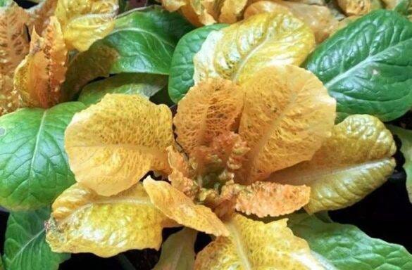 Lattuga dorata: la rivoluzione del β-carotene - FruitJournal