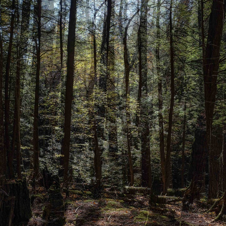 Diptych: Black tall trees with shimmering yellow light and leaves; Right: Swirls of green, orange and yellow framed by shape shifting tree shadows.