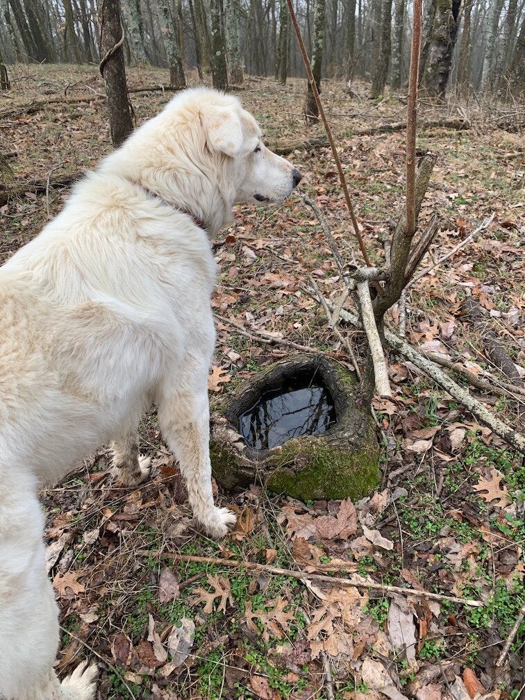 Snow and her bowl of water, courtesy of Mother Nature. Snow and her bowl of water, courtesy of Mother Nature.