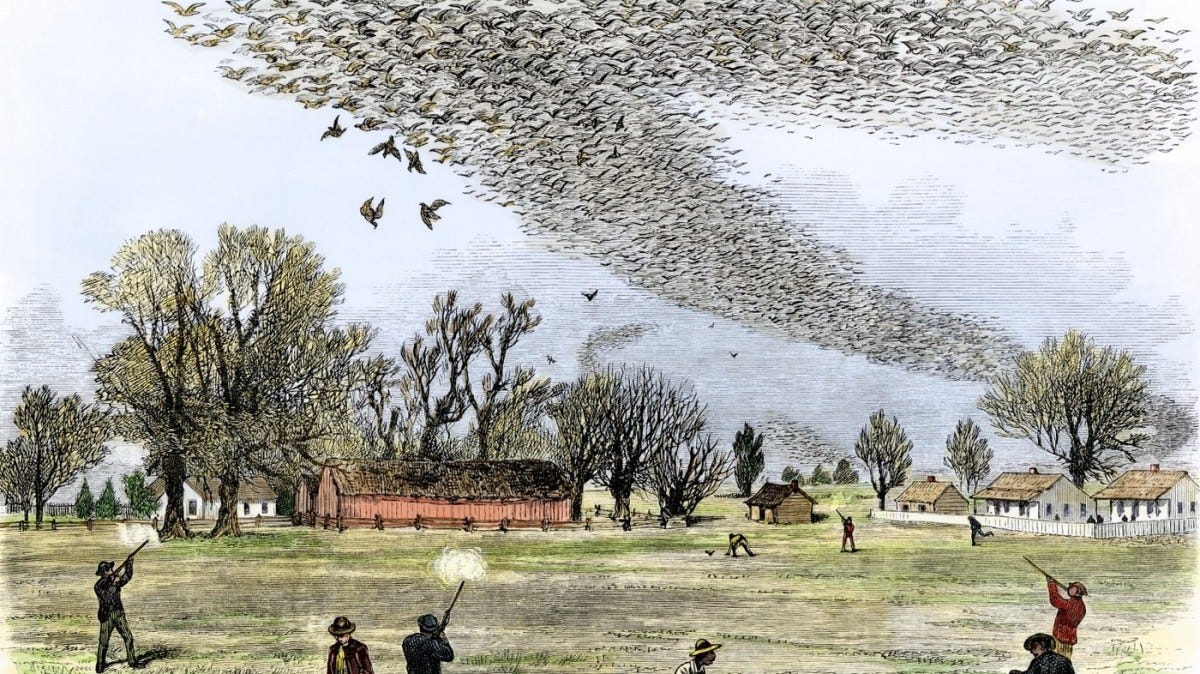 passenger-pigeons-a-journey-from-abundance-to-extinction