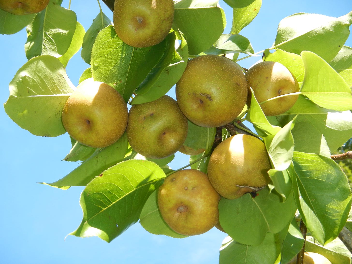 Asian Pears; the best time to plant a tree was 20 years ago, next best is now