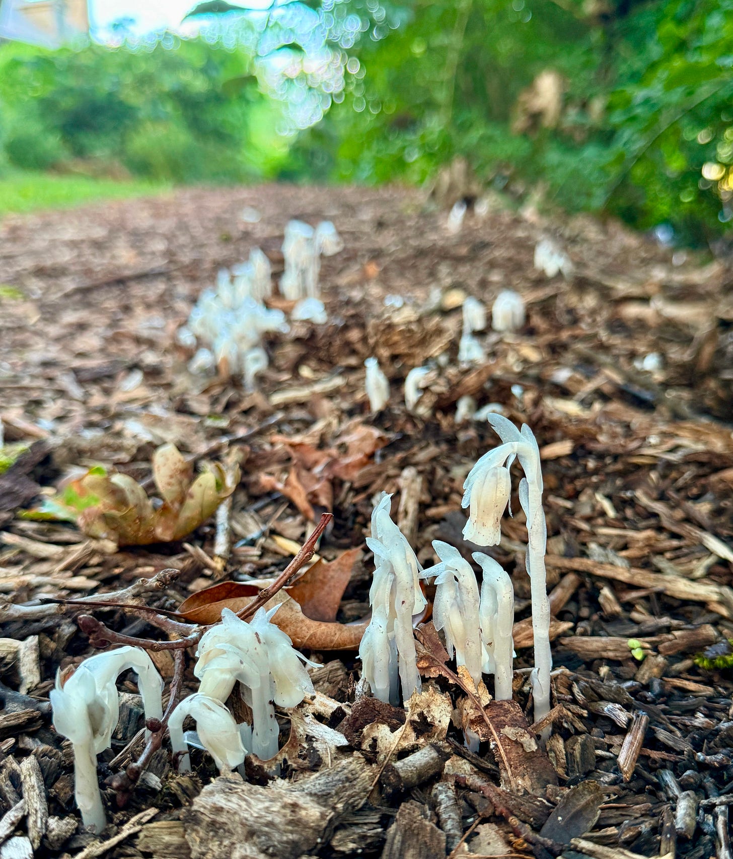 A nice crop of Ghost plant (Monotropa uniflora) a perennial flowering plant that is parasitic and creates no chlorophyll. They are pollinated by bumblebees! 