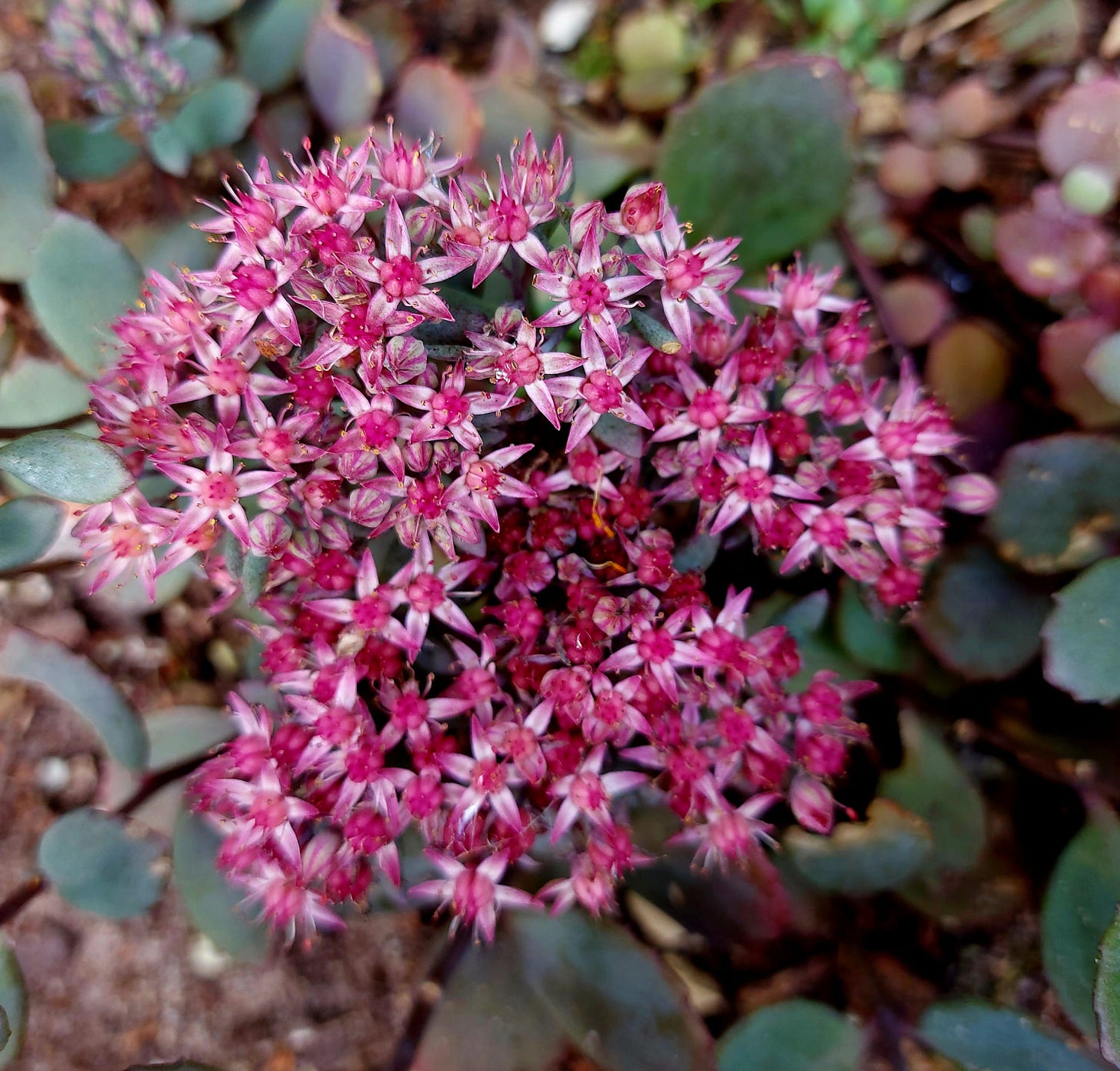 Sedum