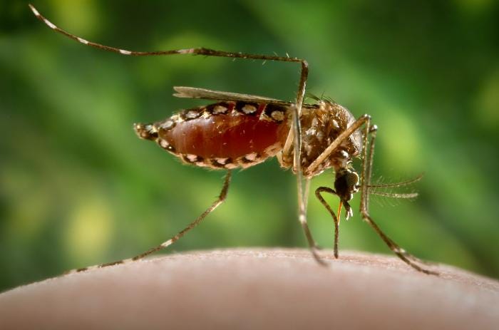 Philippines report 73% increase in dengue in first 2 months of the year