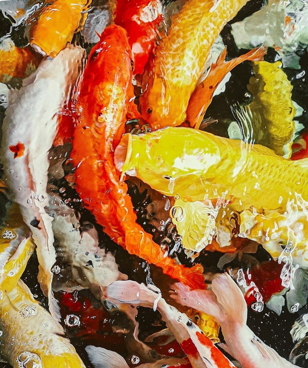 a group of colorful fish swimming in a pond
