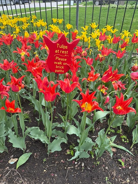 Tulips at Pella's Tulip Time