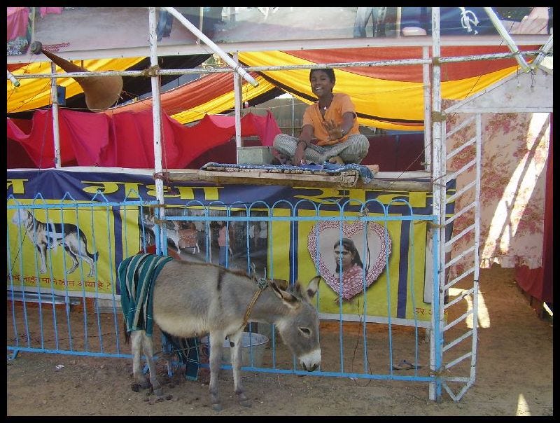 Pannalal the Donkey Pannalal the Donkey