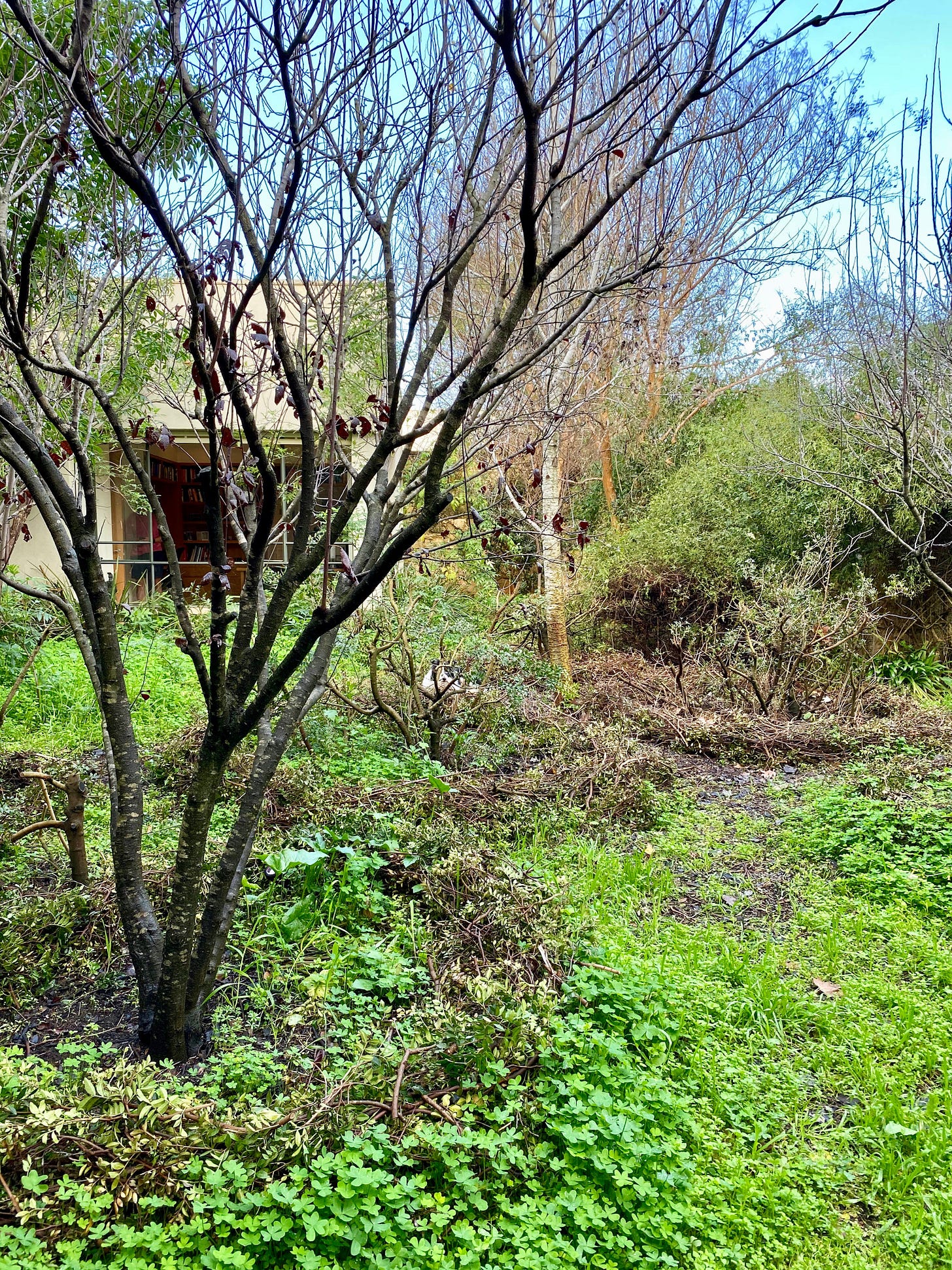 Dans un jardin naturel, un border collie se cache
