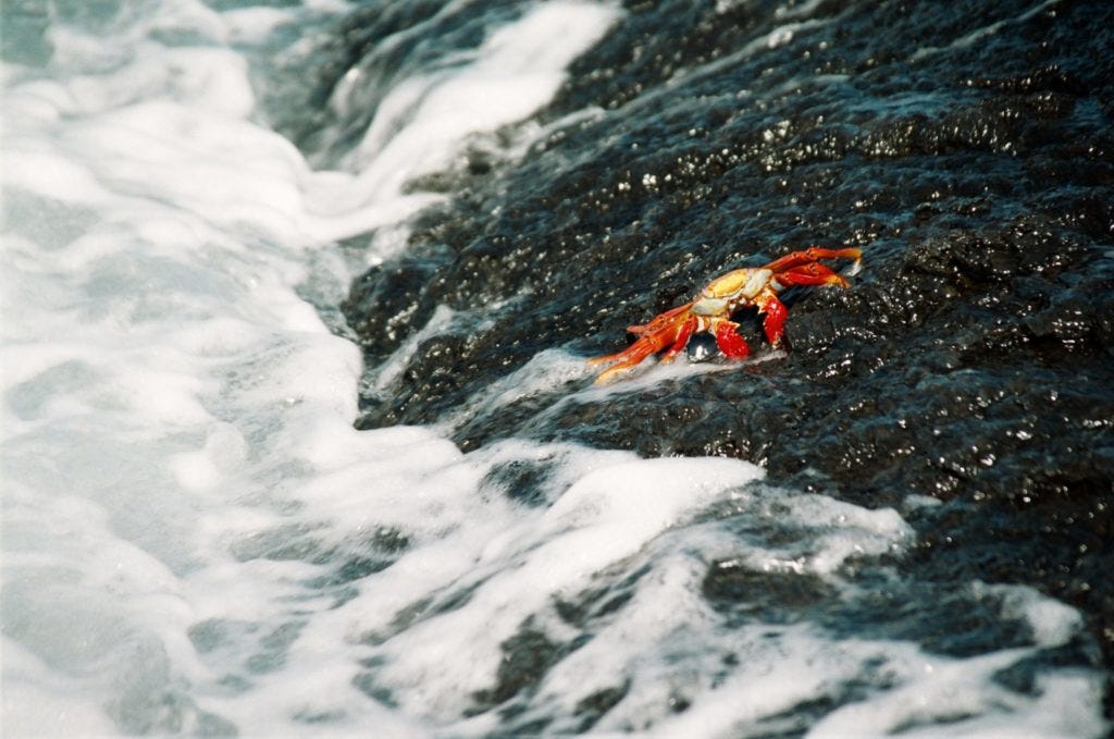 Galapagos, Tiere, Krabbe Galapagos, Tiere, Krabbe