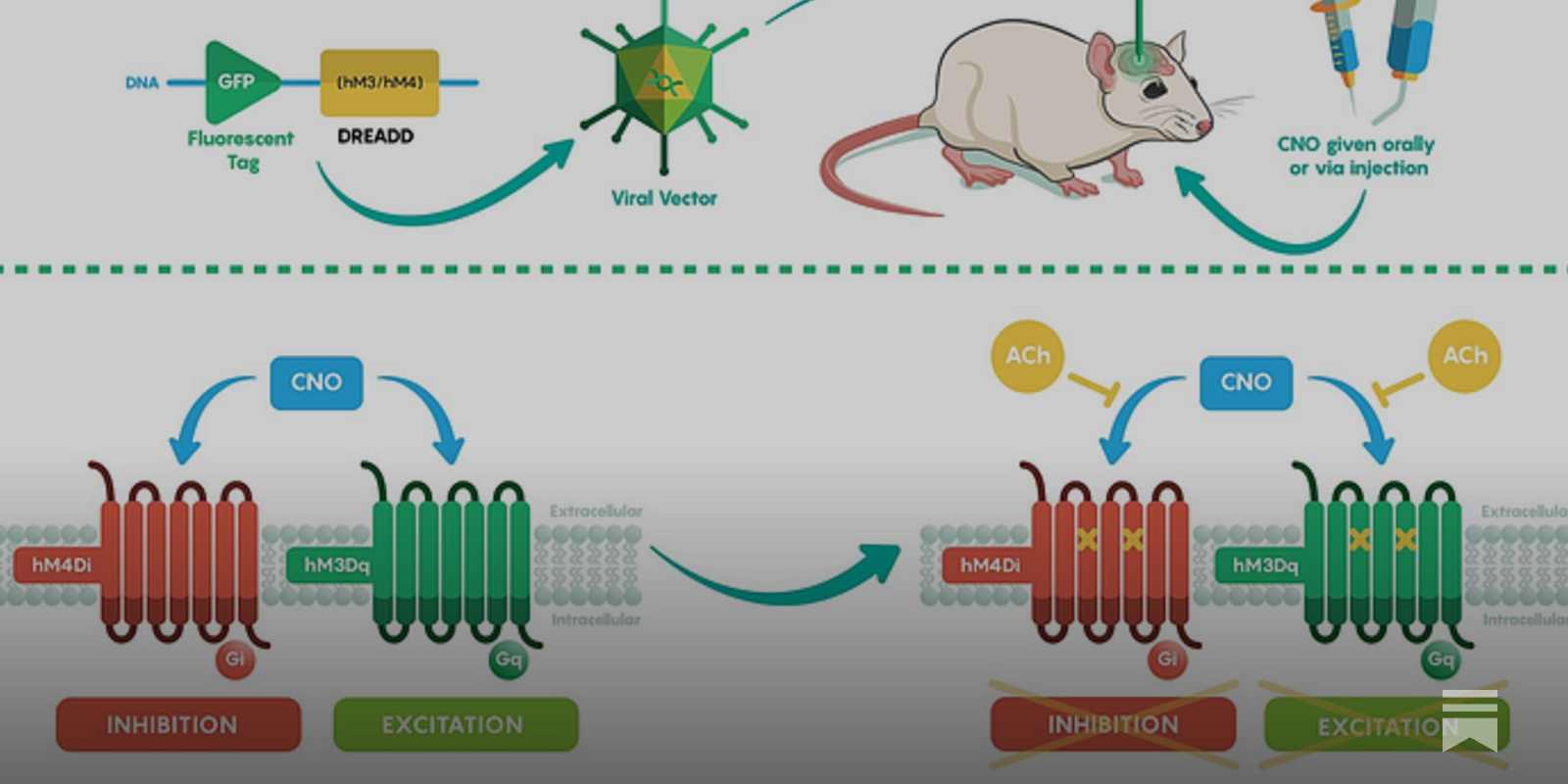 The race to engineer new knobs for the human brain