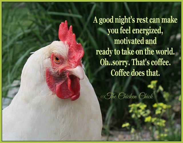White chicken with red comb and wattle stands alert with intense eyes and open beak against blurred green foliage background. Green text overlay reads A good nights rest can make you feel energized motivated and ready to take on the world. Oh sorry. Thats coffee. Coffee does that. Bottom right corner has signature The Chicken Chick.