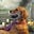 Wide Dog's avatar