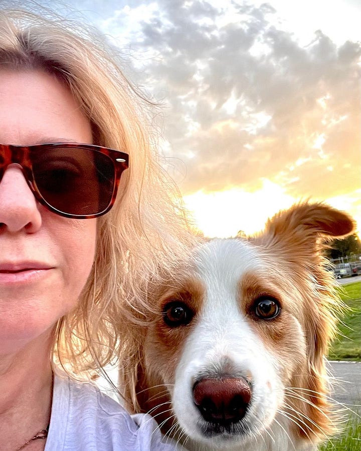 Honey the Border Collie