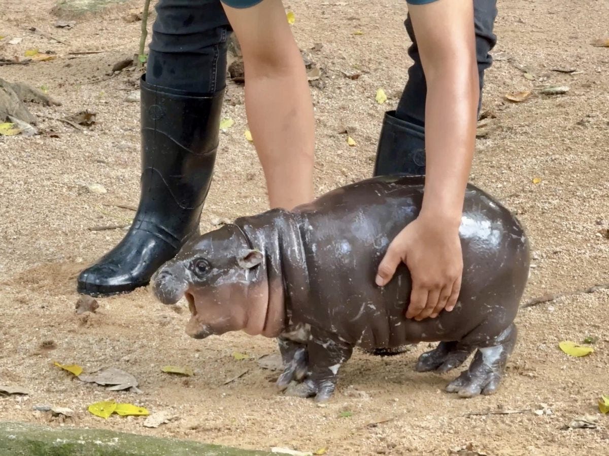 BANGKOK, 13/09/2024.- Con una cara adorable que parece sonreír y un carácter amistoso, un bebé hipopótamo pigmeo, una especie en peligro de extinción, se ha convertido en la estrella de un zoo cerca de Bangkok cautivando a los visitantes y se ha hecho famoso en las redes sociales. El bebé hipopótamo, bautizado con el nombre de Moo Deng (Cerdo Saltarín, en tailandés), es una hembra de tan solo dos meses, pero desde su nacimiento ha hecho que se doble el número de asistentes al zoo Khao Kheow, unos 110 kilómetros al este de Bangkok, según informa en su cuenta de Facebook el zoológico. EFE/ Zoo Khao Kheow *****SOLO USO EDITORIAL/SOLO DISPONIBLE PARA ILUSTRAR LA NOTICIA QUE ACOMPAÑA (CRÉDITO OBLIGATORIO) *****
