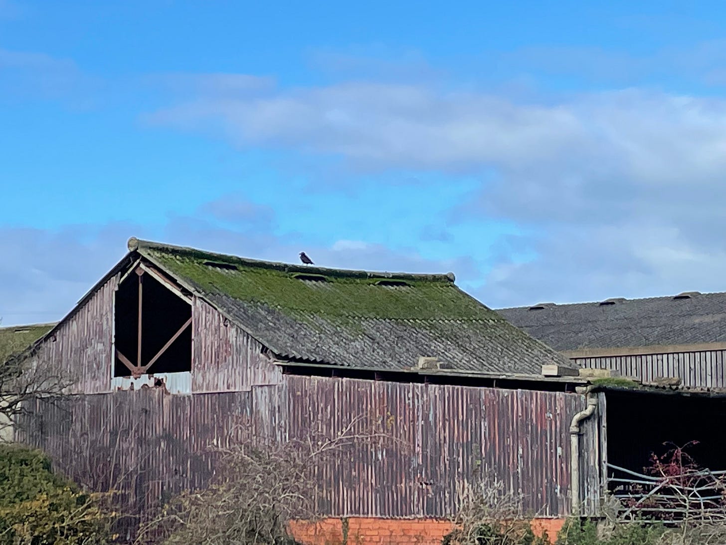 A bird on a green roofed-barn, blue sky behind