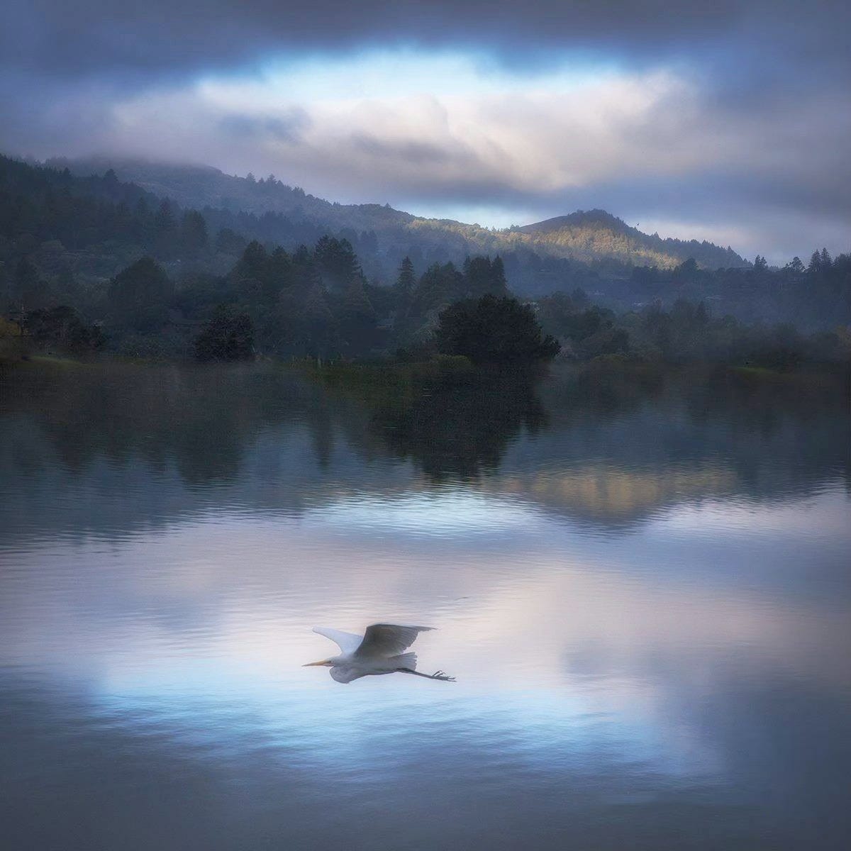 May be an image of wading bird, sea bird, swan, goose, nature and lake