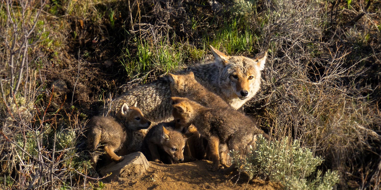 Wild Lives, Wild Joy