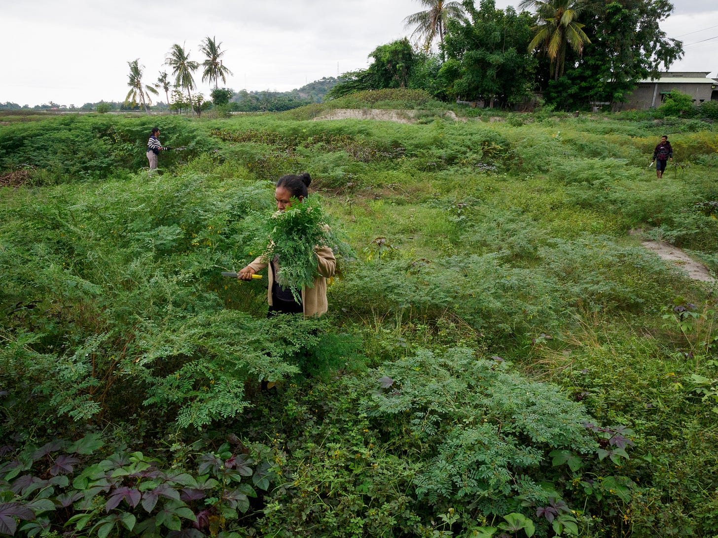 harvesting indigo