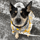 “Fur moms” and jackets, oh my: On dressing up dogs