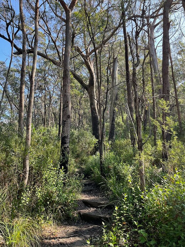 Walking Pigeon House Mountain Trail