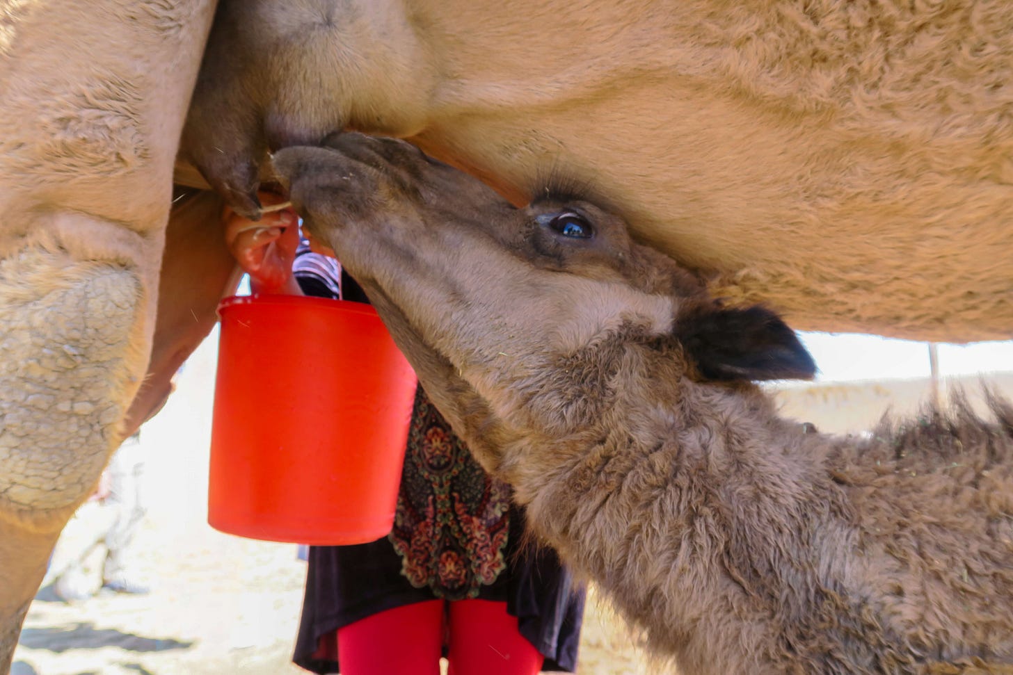 Ein junges Kamel trinkt an der Zitze seiner Mutter, während gleichzeitig eine Person mit der Hand Milch in einen roten Eimer melkt. Der Kopf des Kamelfohlens ist nah am Euter, das Fell weich und lockig. Im Hintergrund stehen Beine und Kleidung der melkenden Person, teils verdeckt vom Tierkörper.