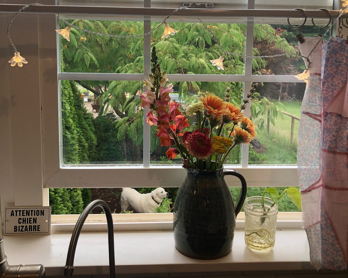 flowers on a windwsill with a white  dog visible outside