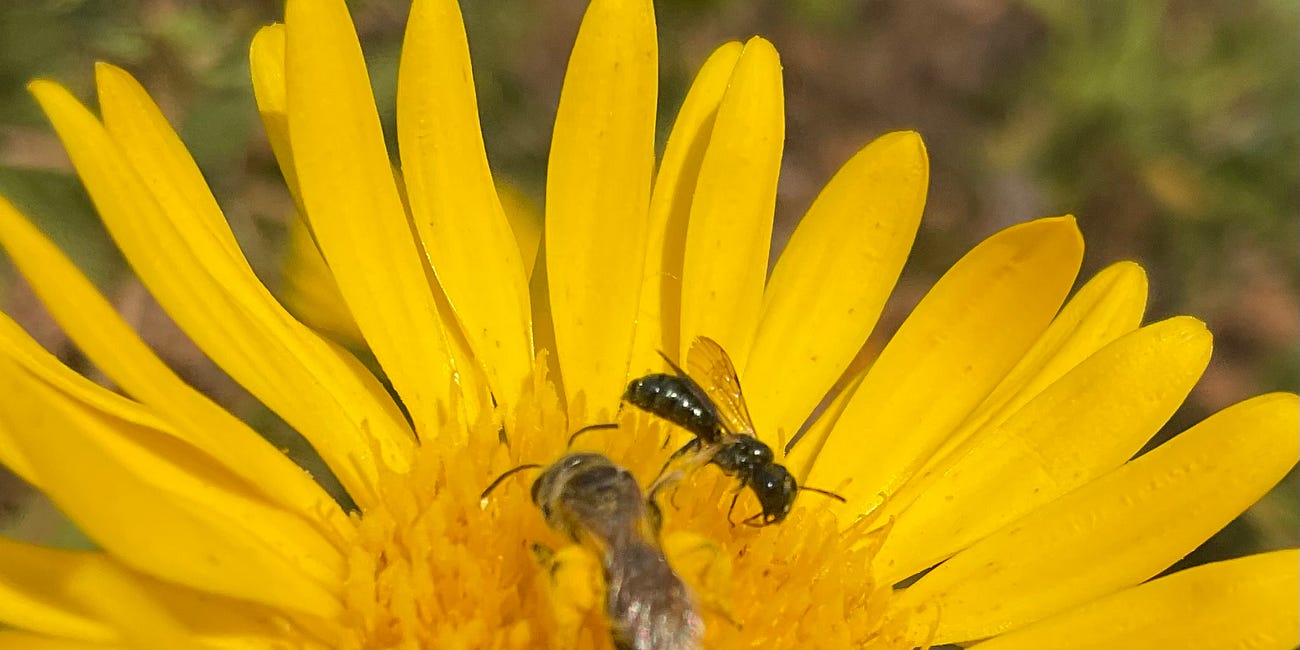 Invasive species: there isn't an upside
