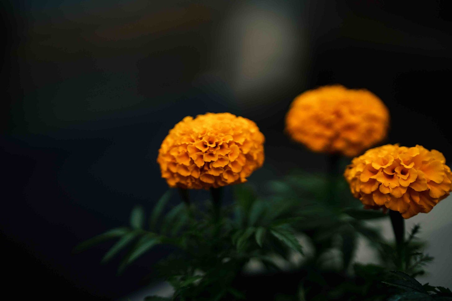 marigold flowers in home garden