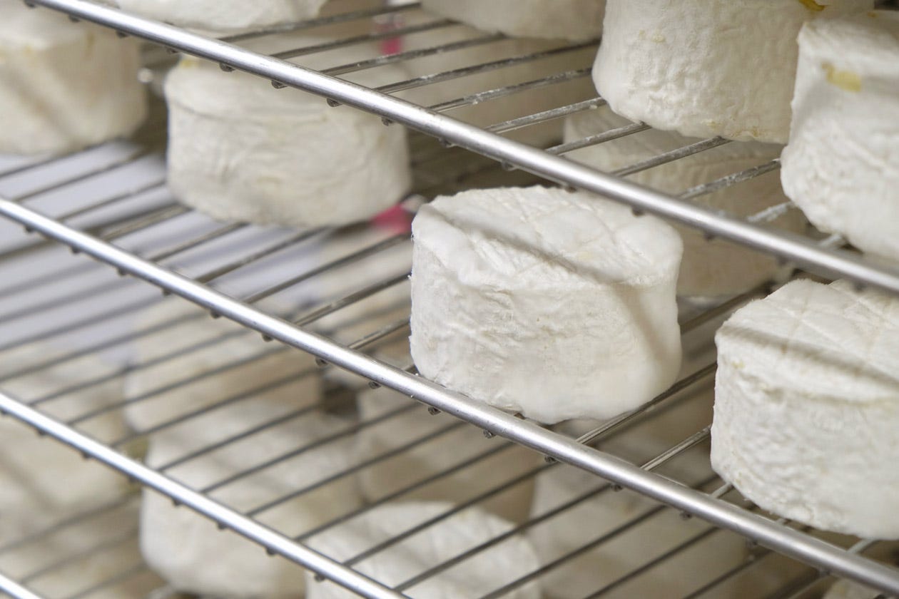 Young cheeses aging in the Cellars at Jasper Hill