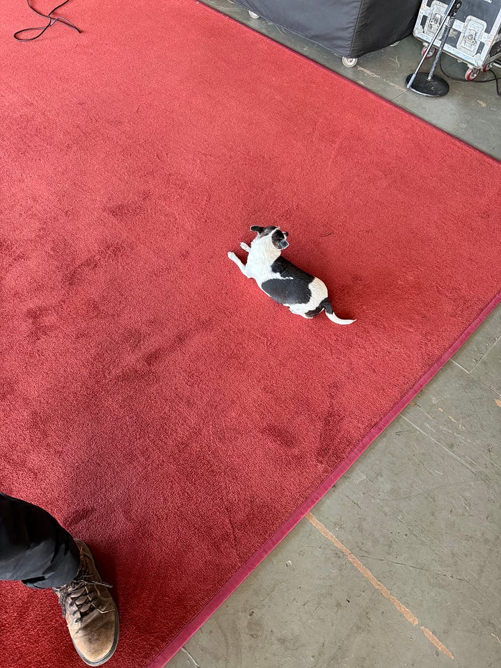 First photo: A black-and-white chihuahua rests on a red carpet. Second photo: A black-and-white chihuahua wearing a t-shirt walks on asphalt.
