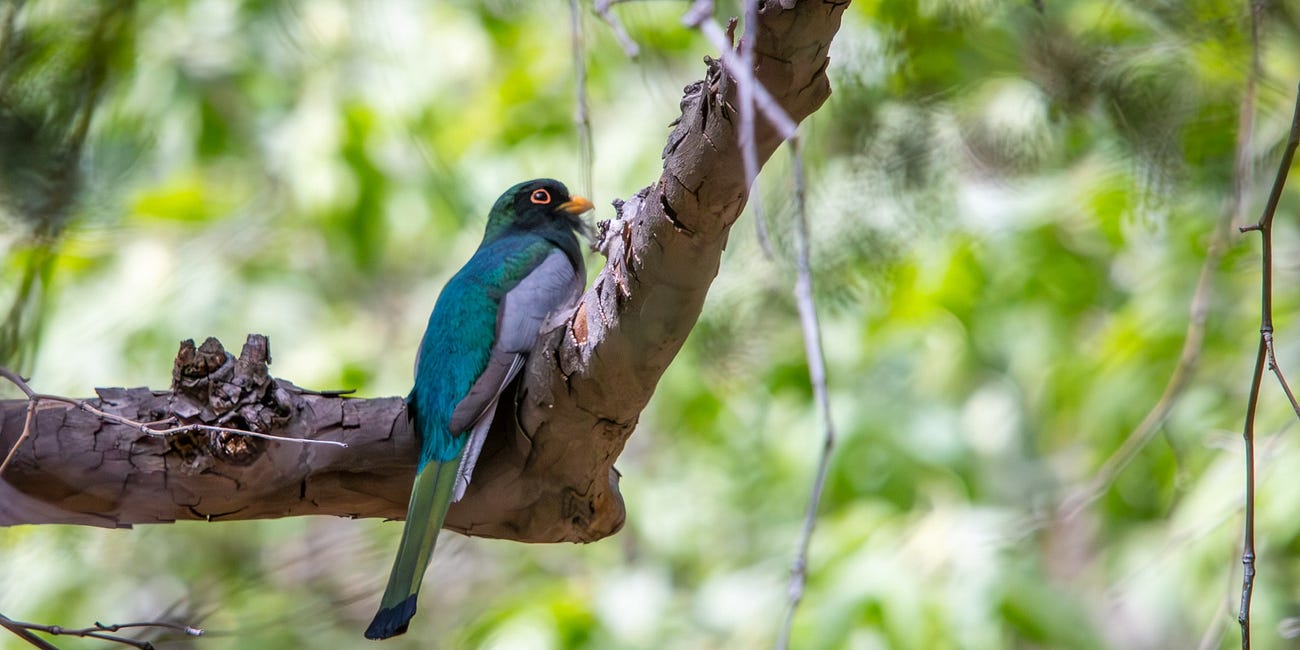 Coppery-tailed (aka Elegant) Trogon in Huachuca Canyon