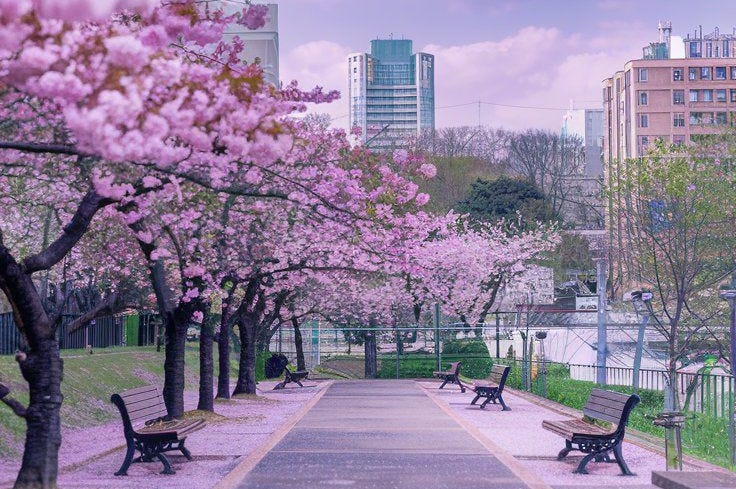 Sakura bloom Sakura bloom